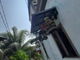 Perkutut bangkok