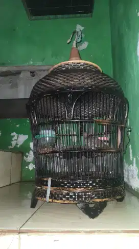 Lokal super harian manggung