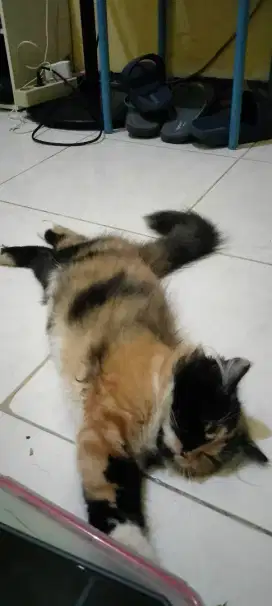 Kucing persia betina