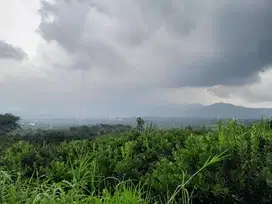kebun jeruk produktif akses mobil lahan shm di batu