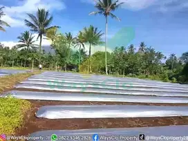 DIJUAL CEPAT TANAH PERKEBUNAN MENARIK DI DIMEMBE, HARGA SANGAT MURAH