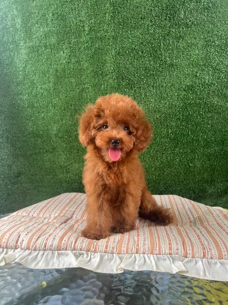 POODLE BETINA STB MICROCHIP VAKSIN