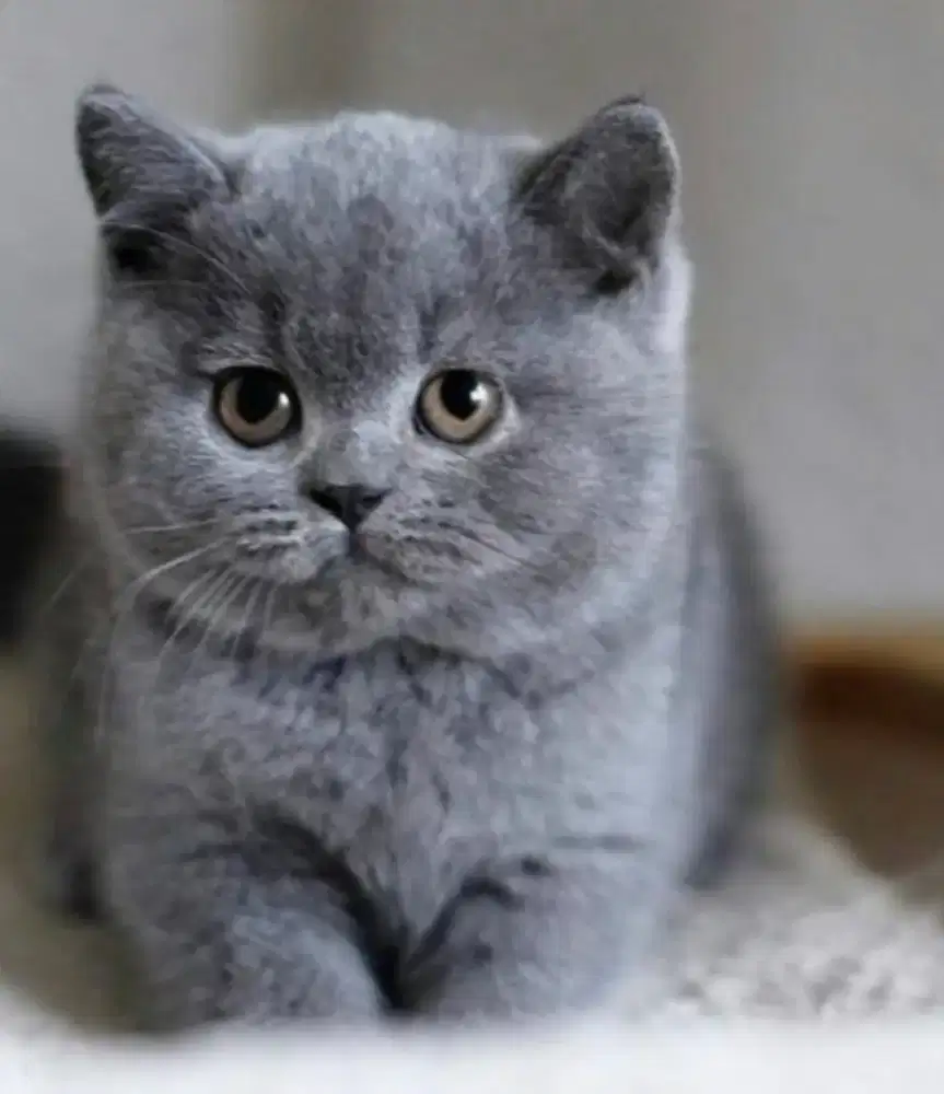 kitten british short hair import