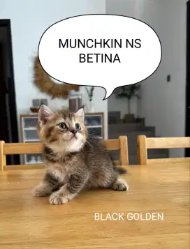 MUNCHKIN BSH Betina / Black Golden