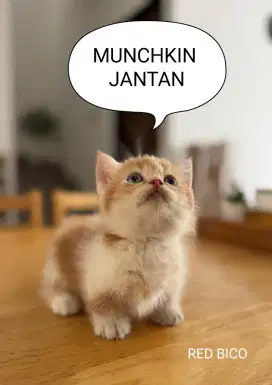 MUNCHKIN BSH Jantan Red Bico