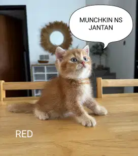MUNCHKIN BSH Jantan RED NS