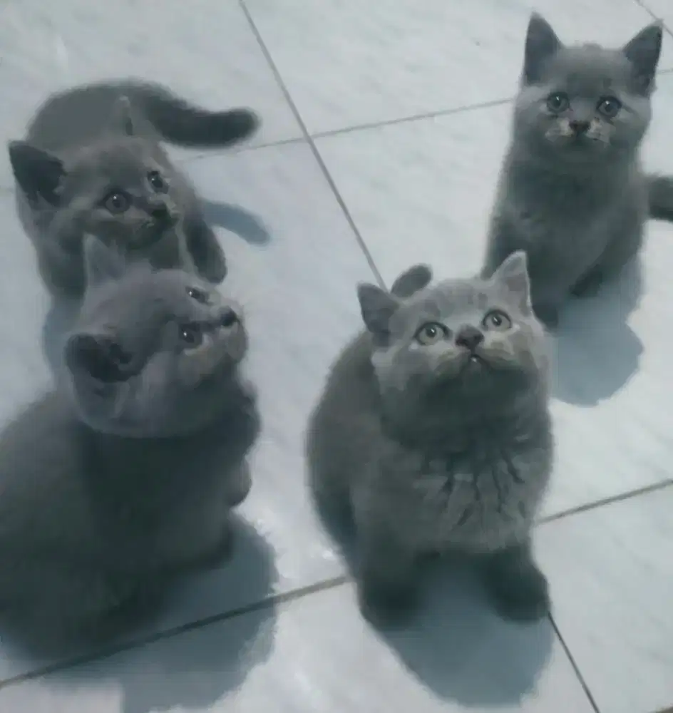 KITTEN BRTISH IMPORT