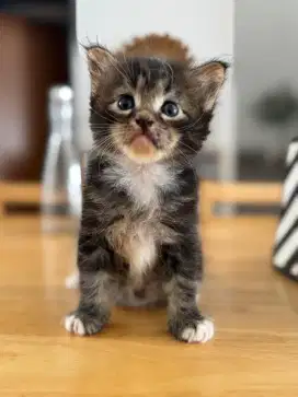 Norwegian Forest Mix Maine Coon