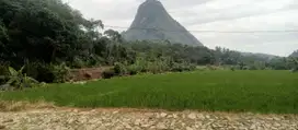 Jual tanah sawah produktip