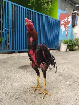 Ayam Bangkok x ma Mangon anakan dari impor.13 win