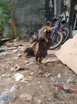 Ayam bk x mangon bervidio