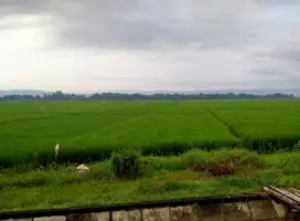 Tanah Sawah Pertanian Produktif Dempelrejo Ngampel Kendal