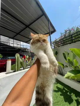 DIBUTUHKAN SEGERA PET SITTER SEKALIGUS ADMIN CONTENT CREATOR KUCING
