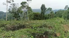 Kebun 2,3 Ha, Pohon Teh, Cengkeh, Dll, Darangdan, PWK. .