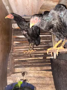 Remaja ayam bangkok