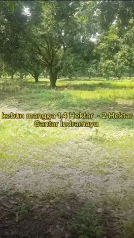 Dijual kebun mangga 20.000 m2 Gantar Indramayu