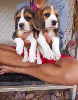 DIJUAL ANAK ANJING BEAGLE