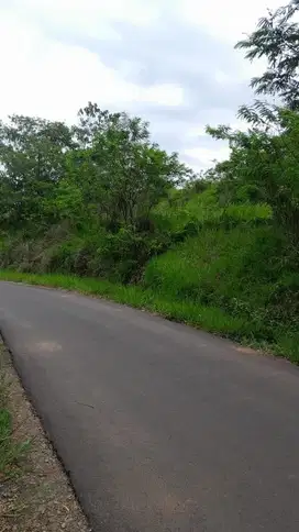 dijual lahan 9800 meter pinggir jalan