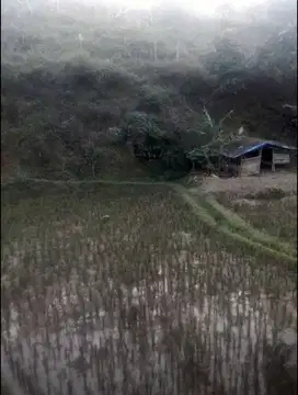 Dijual lahan sawah + kebun 5000 meter