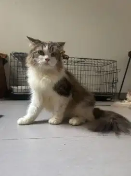 Persian Big bone Betina Provent
