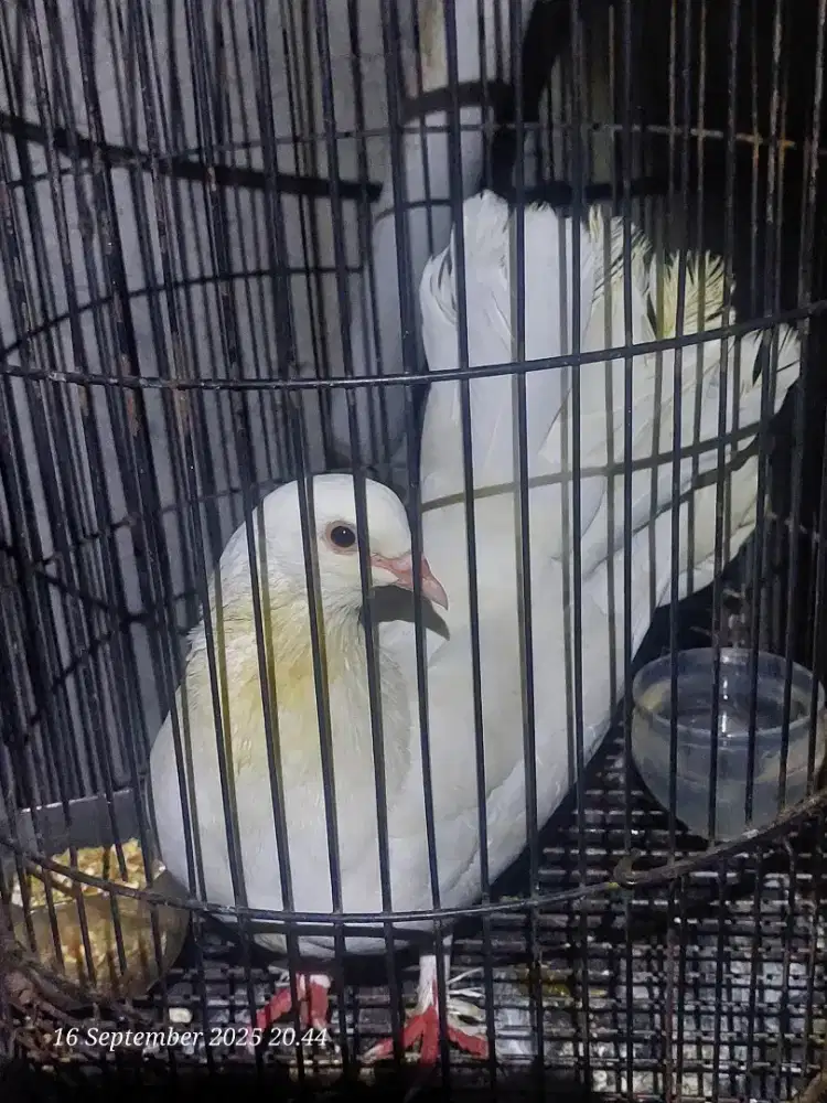 Merpati Kipas Putih