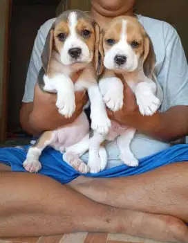 DIJUAL ANAK ANJING BEAGLE