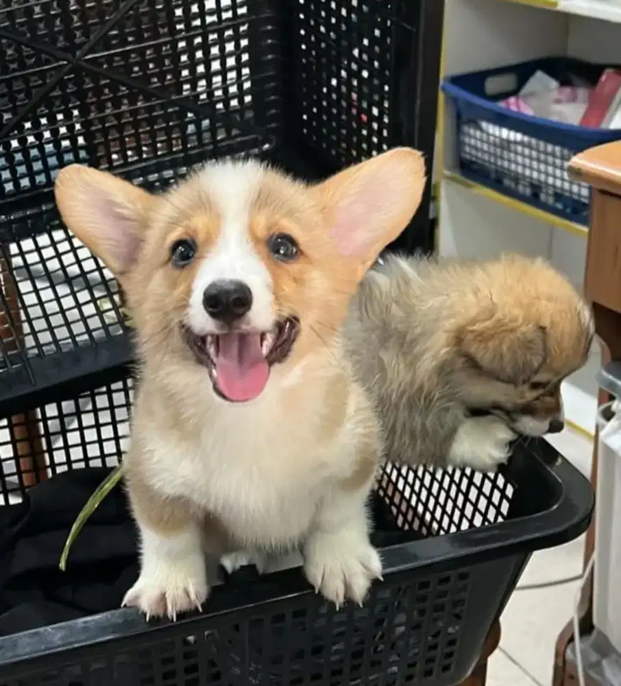 DIJUAL ANAK ANJING CORGI