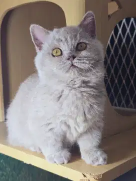 Kucing munchkin lucu imut