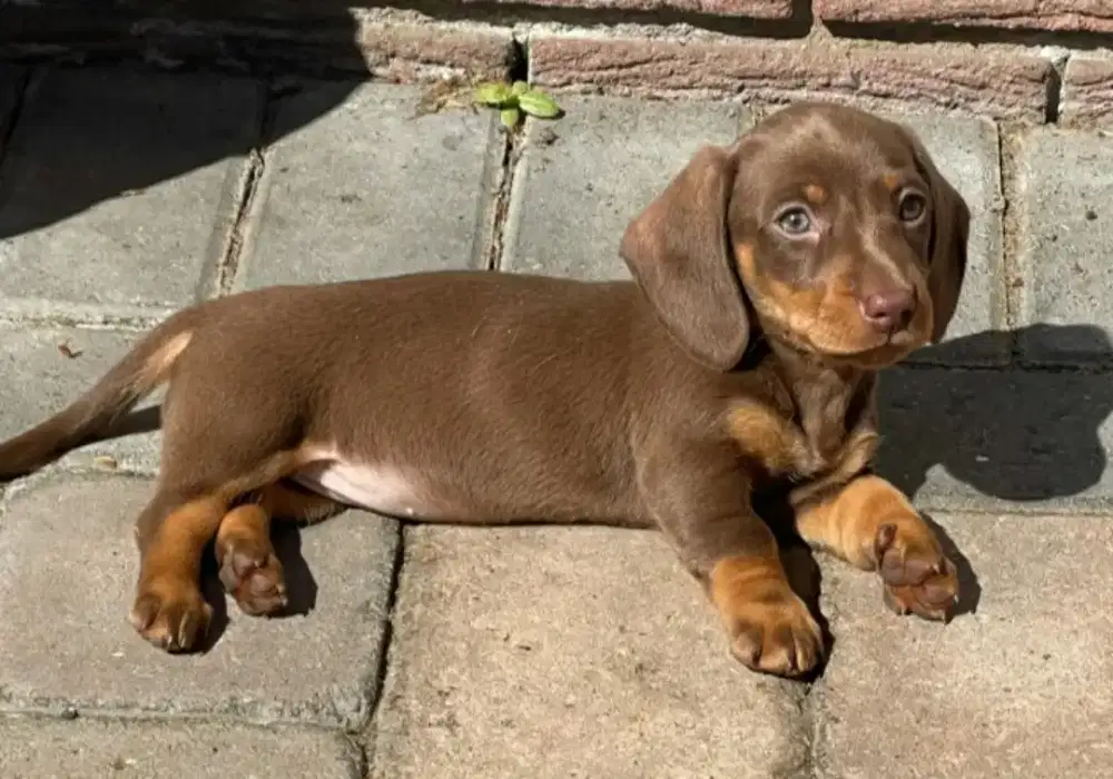 DIJUAL ANAK ANJING TEKEL/ DACHSHUND