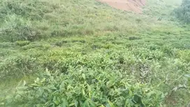 Tanah Kebun Teh 5790 m, Di jual Murah, Bojong, Purwakarta