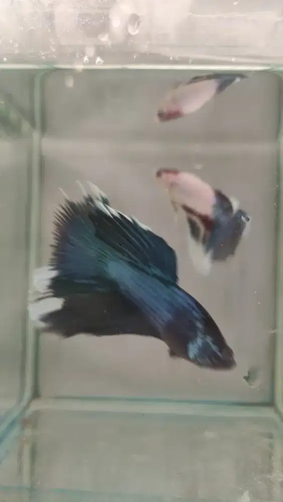 IKan cupang halfmoon