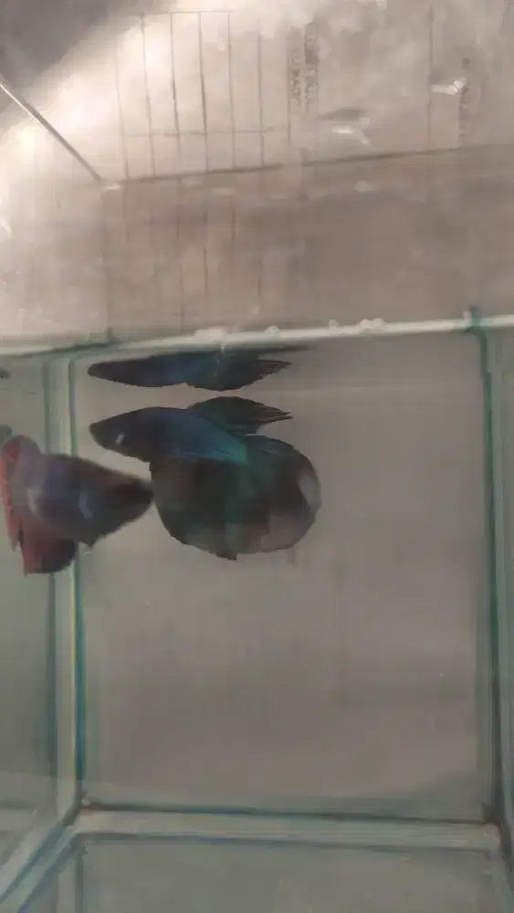 IKan cupang halfmoon
