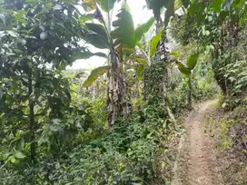 Dijual Lahan Kebun Manggis 6000 Meter
