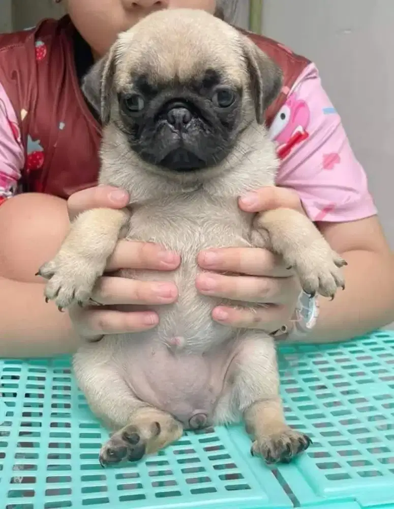 DIJUAL ANAK ANJING PUG