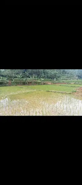 Sawah + Tanah Kebun 3750 m, Bojong, Purwakarta.