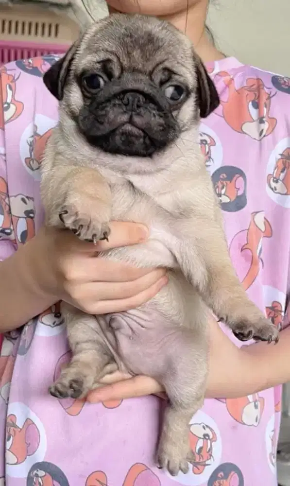 DIJUAL ANAK ANJING PUG