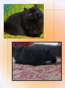Munchkin British Long hair ( Munchkin BLH ) Male Line Ped