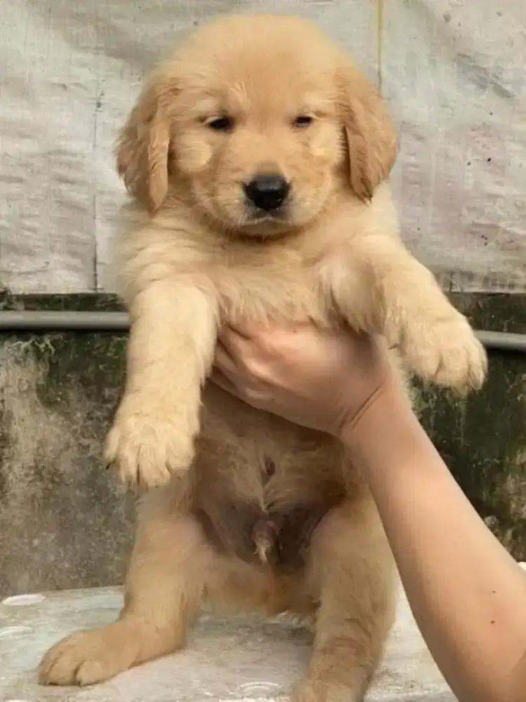 DIJUAL ANAK ANJING GOLDEN RETRIEVER