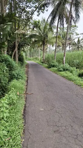 Kebun Tebu Murah Dekat Kota Malang