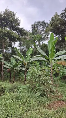 Tanah Kebun Durian Murah Dekat Kota Malang Bismillah   Dijual Tanah Ke