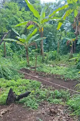 tanah sawah dekat jalan raya bomang pemda