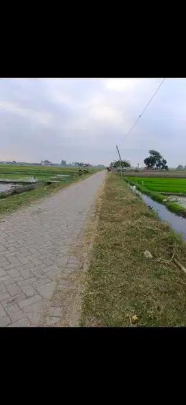 Tanah pungging dket ngoro mojokerto luas 1.500m