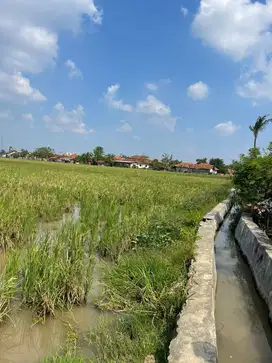 DIJUAL SAWAH PRODUKTIF SHM L:15.794M2 DI KARAWANG HARGA 95RB/M (NEGO)