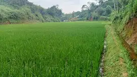 Sawah Produktif 5800 m, Bojong Purwakarta.