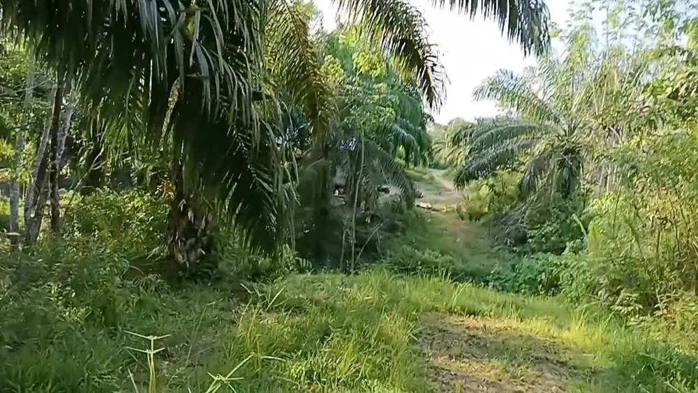 Bismillah Tanah 1 Ha IKN SHM Termurah bisa Balik nama