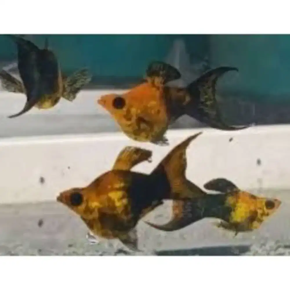 Ikan hias molly golden black
