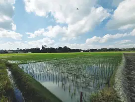 Tanah Sawah Subur Dekat Jalan Raya Sumberayu, SHM, 8800 m²