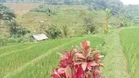 Sawah Murah 1600 m, Darangdan, Purwakarta.