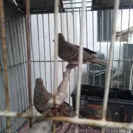 Perkutut lokal jantan