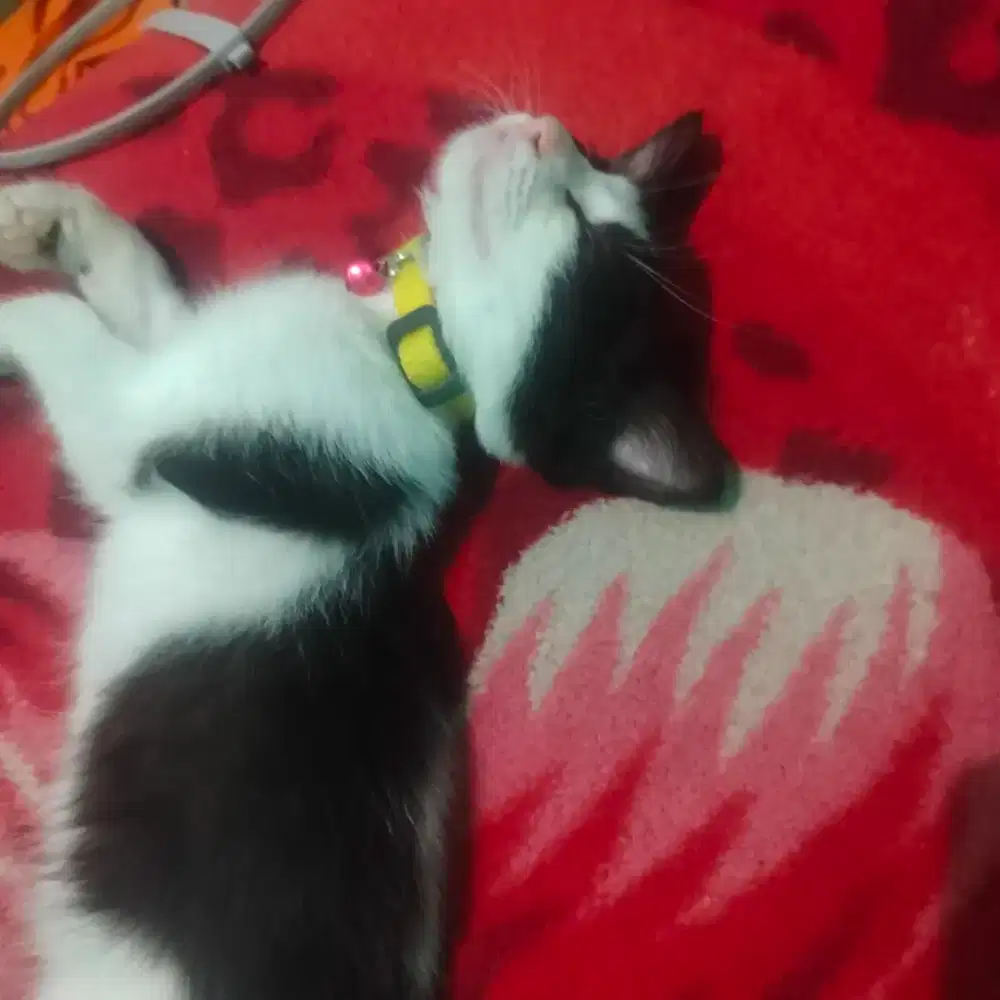 open adop kucing gratis